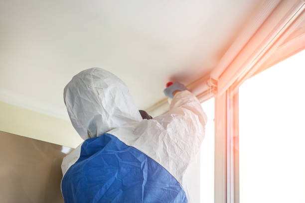 Best Black Mold Removal  in Bald Kno, AR